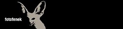 Foto Fenek